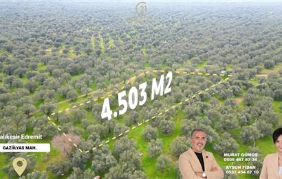 C21BAL'DAN EDREMİT GAZİİLYAS MH YOLU-SUYU OLAN SATILIK ZEYTİNLİK
