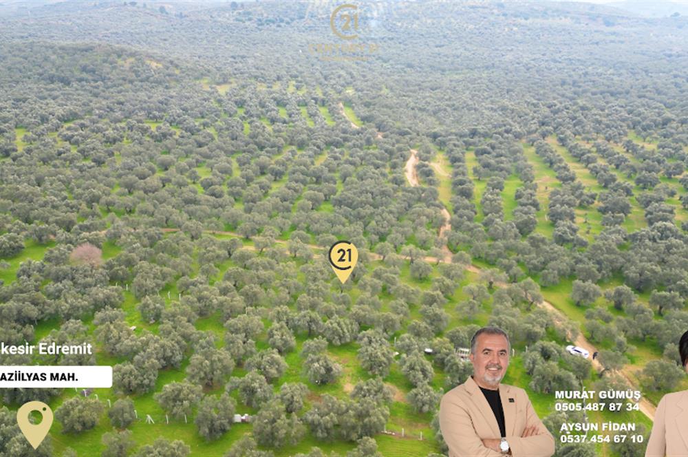 C21BAL'DAN EDREMİT GAZİİLYAS MH YOLU-SUYU OLAN SATILIK ZEYTİNLİK