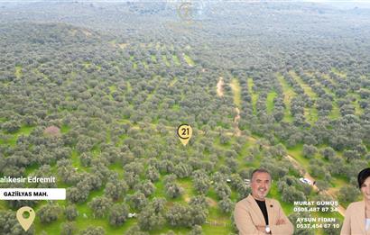 C21BAL'DAN EDREMİT GAZİİLYAS MH YOLU-SUYU OLAN SATILIK ZEYTİNLİK
