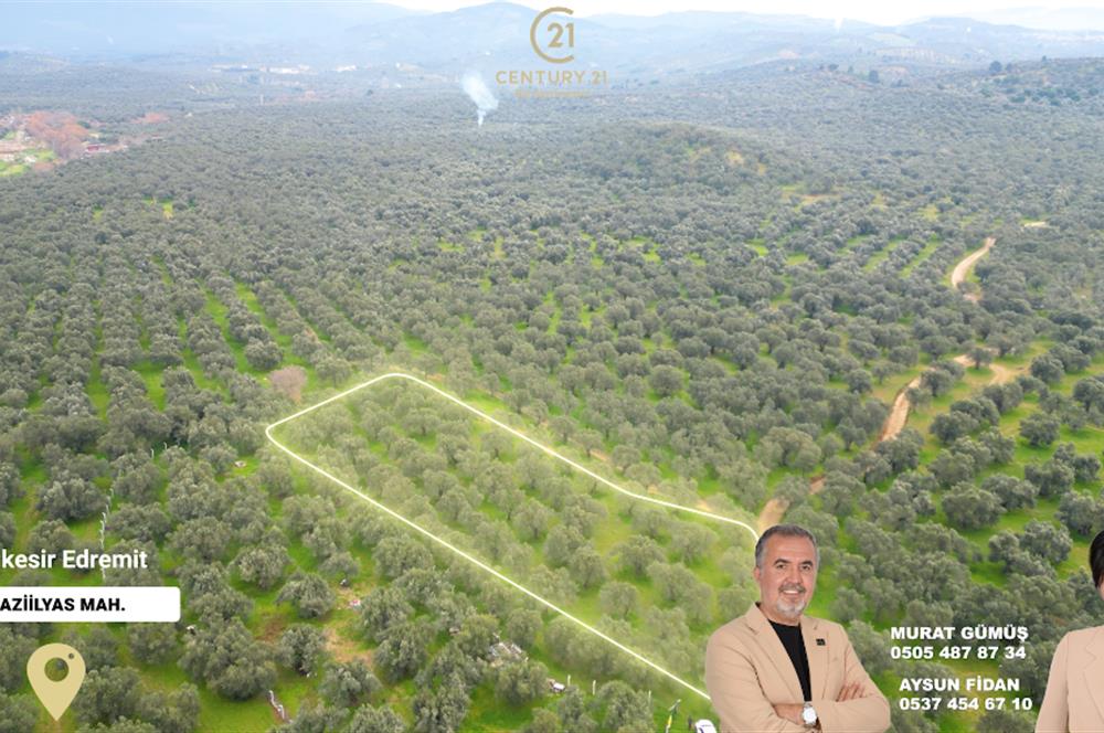 C21BAL'DAN EDREMİT GAZİİLYAS MH YOLU-SUYU OLAN SATILIK ZEYTİNLİK