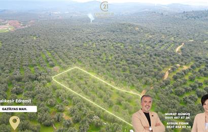 C21BAL'DAN EDREMİT GAZİİLYAS MH YOLU-SUYU OLAN SATILIK ZEYTİNLİK
