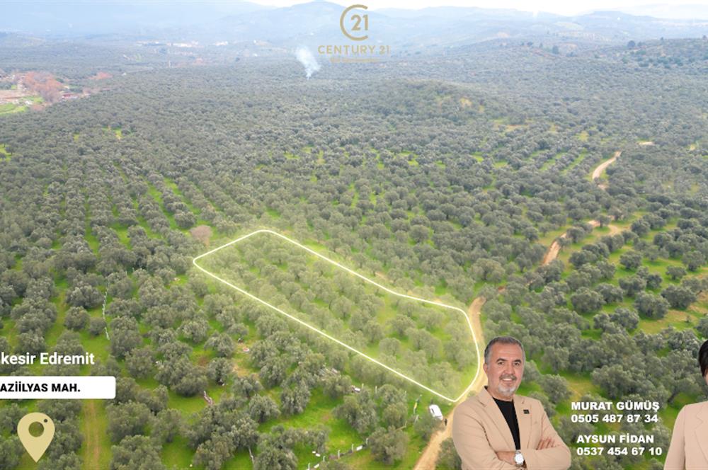 C21BAL'DAN EDREMİT GAZİİLYAS MH YOLU-SUYU OLAN SATILIK ZEYTİNLİK