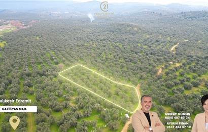 C21BAL'DAN EDREMİT GAZİİLYAS MH YOLU-SUYU OLAN SATILIK ZEYTİNLİK