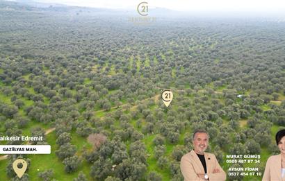 C21BAL'DAN EDREMİT GAZİİLYAS MH YOLU-SUYU OLAN SATILIK ZEYTİNLİK