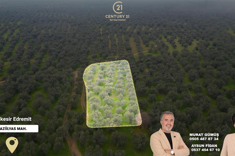 C21BAL'DAN EDREMİT GAZİİLYAS MH YOLU-SUYU OLAN SATILIK ZEYTİNLİK