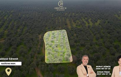 C21BAL'DAN EDREMİT GAZİİLYAS MH YOLU-SUYU OLAN SATILIK ZEYTİNLİK