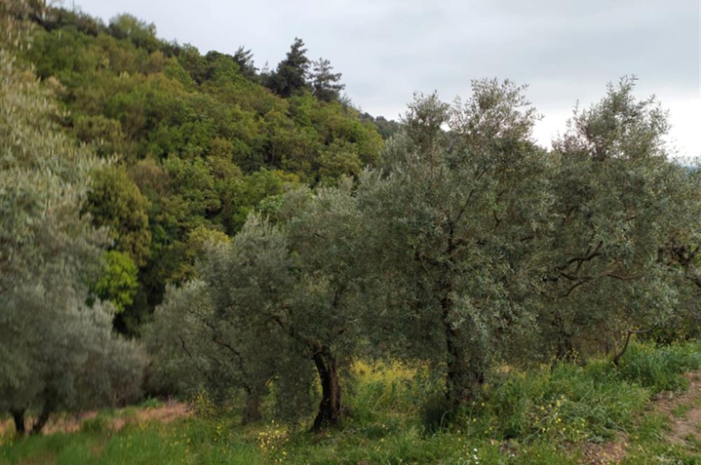  C21 Cius ; Yeniköy Mahallesinde 363 M2 Satılık Tarla