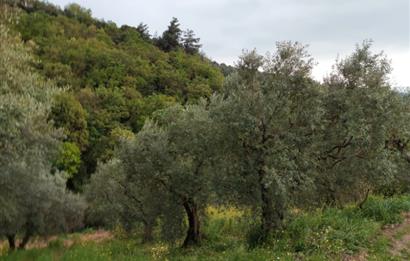  C21 Cius ; Yeniköy Mahallesinde 363 M2 Satılık Tarla