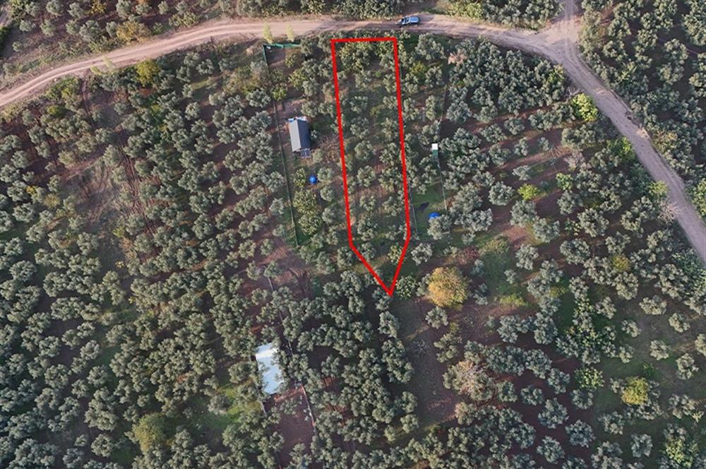 C21 Cius; Deniz Manzaralı Zeytinlik Satılık! 