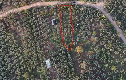 C21 Cius; Deniz Manzaralı Zeytinlik Satılık! 