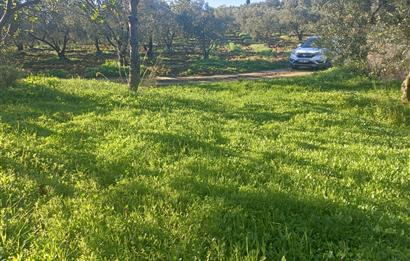 C21 Cius; Umurbey'de Kadastro Yoluna Cephe Düz Satılık 2908 m2