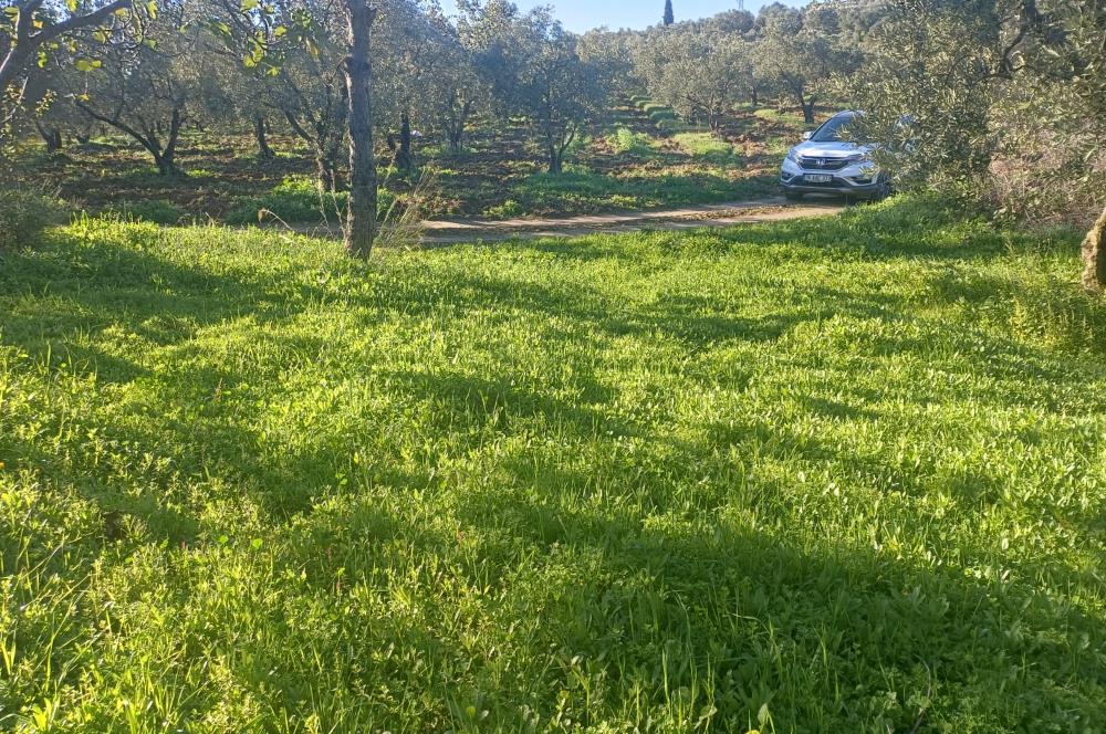 C21 Cius; Umurbey'de Kadastro Yoluna Cephe Düz Satılık 2908 m2