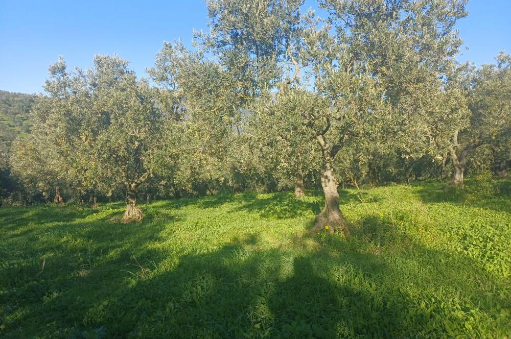 C21 Cius; Umurbey'de Kadastro Yoluna Cephe Düz Satılık 2908 m2