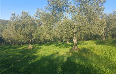 C21 Cius; Umurbey'de Kadastro Yoluna Cephe Düz Satılık 2908 m2