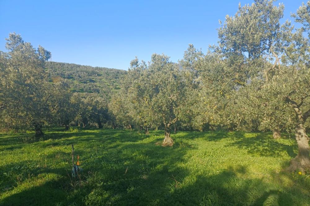 C21 Cius; Umurbey'de Kadastro Yoluna Cephe Düz Satılık 2908 m2