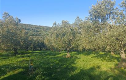 C21 Cius; Umurbey'de Kadastro Yoluna Cephe Düz Satılık 2908 m2