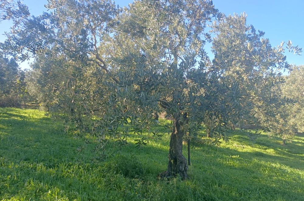 C21 Cius; Umurbey'de Kadastro Yoluna Cephe Düz Satılık 2908 m2