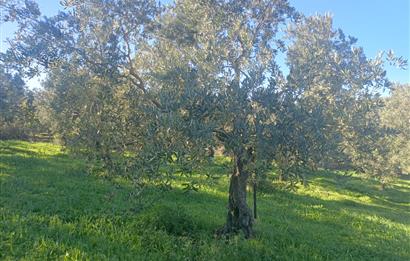 C21 Cius; Umurbey'de Kadastro Yoluna Cephe Düz Satılık 2908 m2