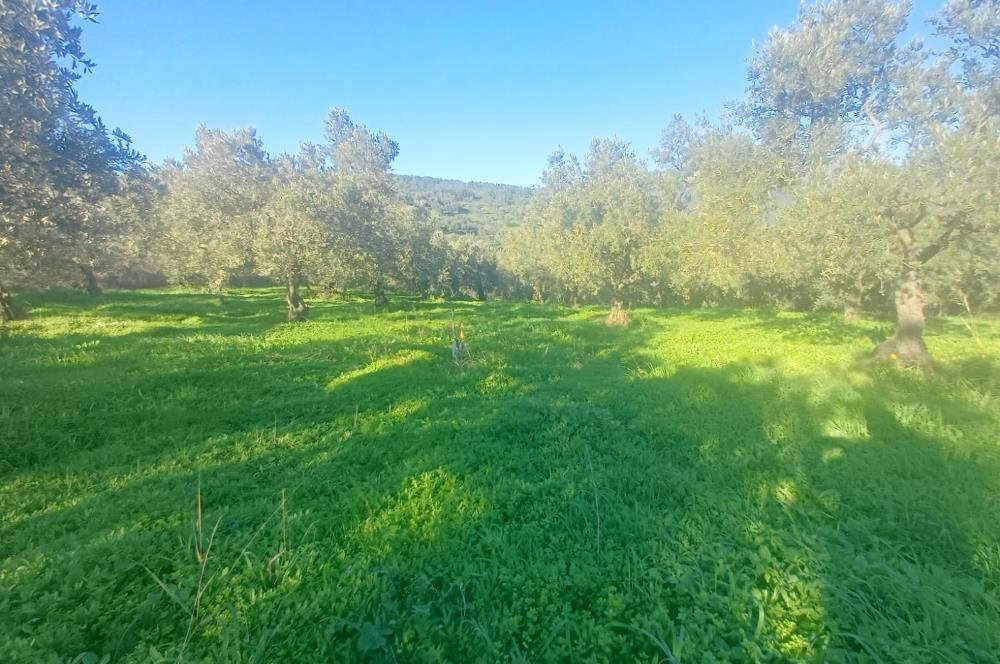 C21 Cius; Umurbey'de Kadastro Yoluna Cephe Düz Satılık 2908 m2