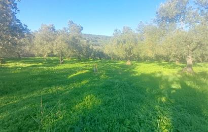 C21 Cius; Umurbey'de Kadastro Yoluna Cephe Düz Satılık 2908 m2