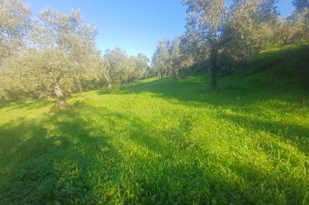 C21 Cius; Umurbey'de Kadastro Yoluna Cephe Düz Satılık 2908 m2