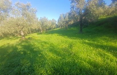 C21 Cius; Umurbey'de Kadastro Yoluna Cephe Düz Satılık 2908 m2