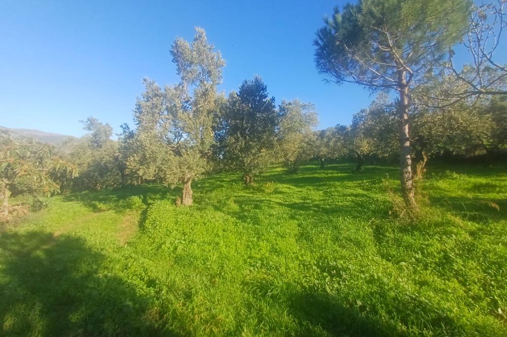 C21 Cius; Umurbey'de Kadastro Yoluna Cephe Düz Satılık 2908 m2