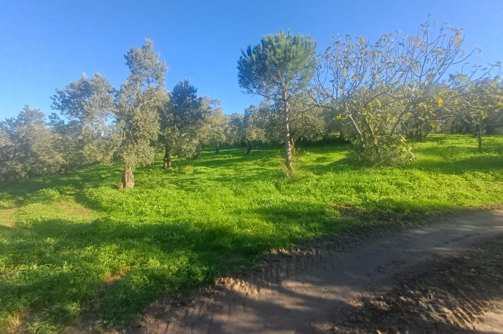 C21 Cius; Umurbey'de Kadastro Yoluna Cephe Düz Satılık 2908 m2