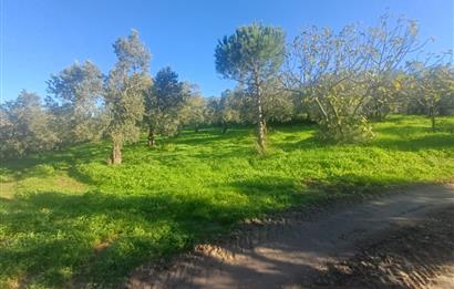 C21 Cius; Umurbey'de Kadastro Yoluna Cephe Düz Satılık 2908 m2