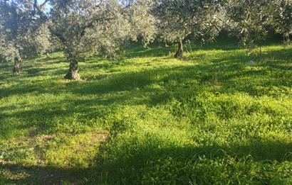 C21 Cius; Umurbey'de Kadastro Yoluna Cephe Düz Satılık 2908 m2