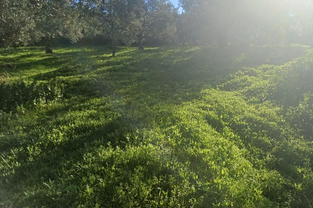 C21 Cius; Umurbey'de Kadastro Yoluna Cephe Düz Satılık 2908 m2