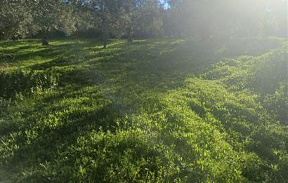 C21 Cius; Umurbey'de Kadastro Yoluna Cephe Düz Satılık 2908 m2