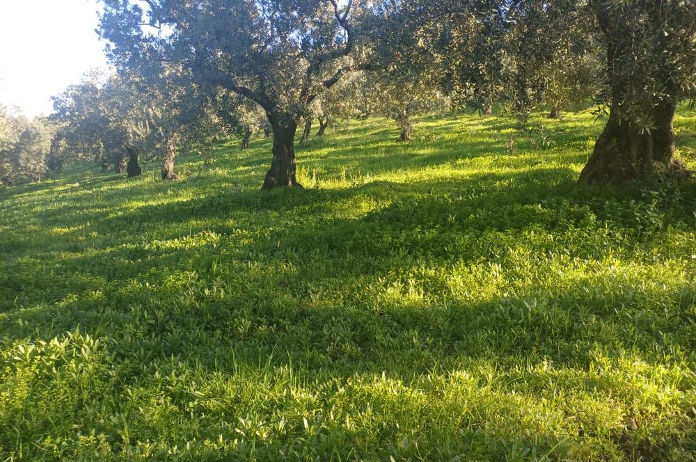 C21 Cius; Umurbey'de Kadastro Yoluna Cephe Düz Satılık 2908 m2