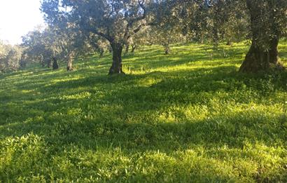 C21 Cius; Umurbey'de Kadastro Yoluna Cephe Düz Satılık 2908 m2