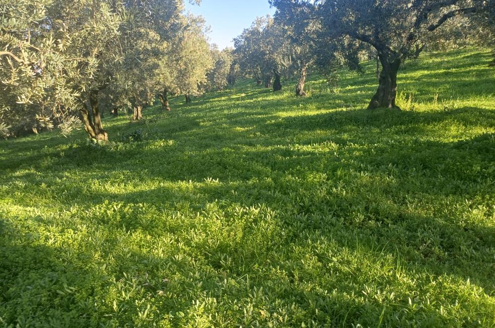 C21 Cius; Umurbey'de Kadastro Yoluna Cephe Düz Satılık 2908 m2