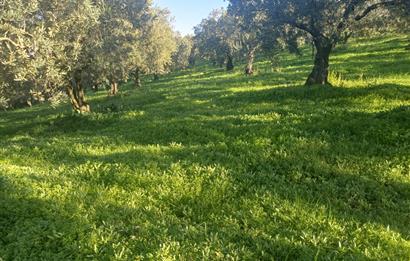 C21 Cius; Umurbey'de Kadastro Yoluna Cephe Düz Satılık 2908 m2