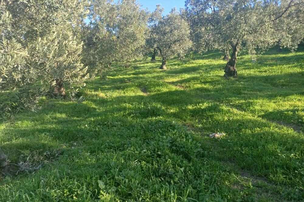 C21 Cius; Umurbey'de Kadastro Yoluna Cephe Düz Satılık 2908 m2