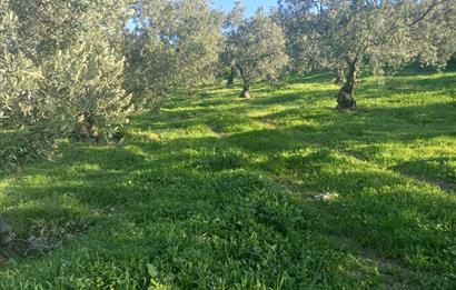 C21 Cius; Umurbey'de Kadastro Yoluna Cephe Düz Satılık 2908 m2