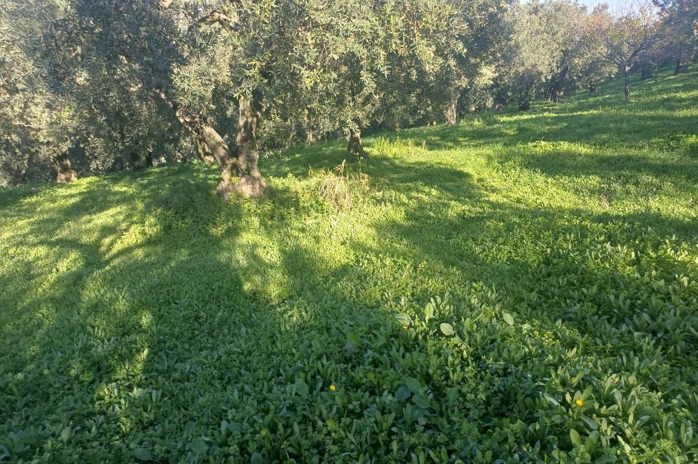 C21 Cius; Umurbey'de Kadastro Yoluna Cephe Düz Satılık 2908 m2