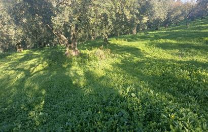 C21 Cius; Umurbey'de Kadastro Yoluna Cephe Düz Satılık 2908 m2