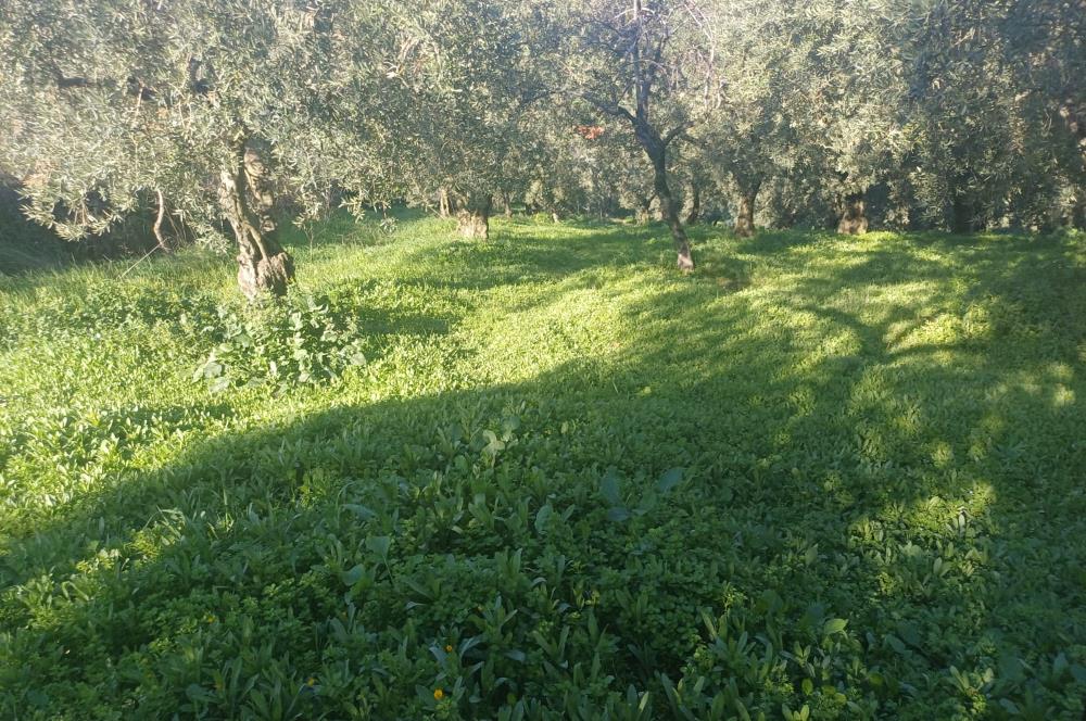 C21 Cius; Umurbey'de Kadastro Yoluna Cephe Düz Satılık 2908 m2