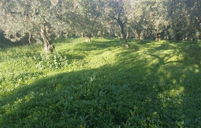 C21 Cius; Umurbey'de Kadastro Yoluna Cephe Düz Satılık 2908 m2