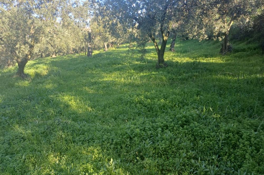 C21 Cius; Umurbey'de Kadastro Yoluna Cephe Düz Satılık 2908 m2