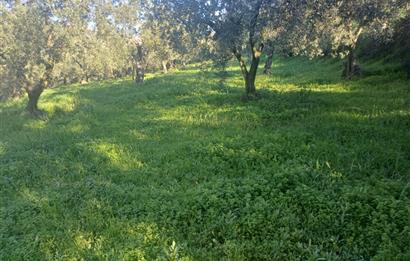 C21 Cius; Umurbey'de Kadastro Yoluna Cephe Düz Satılık 2908 m2