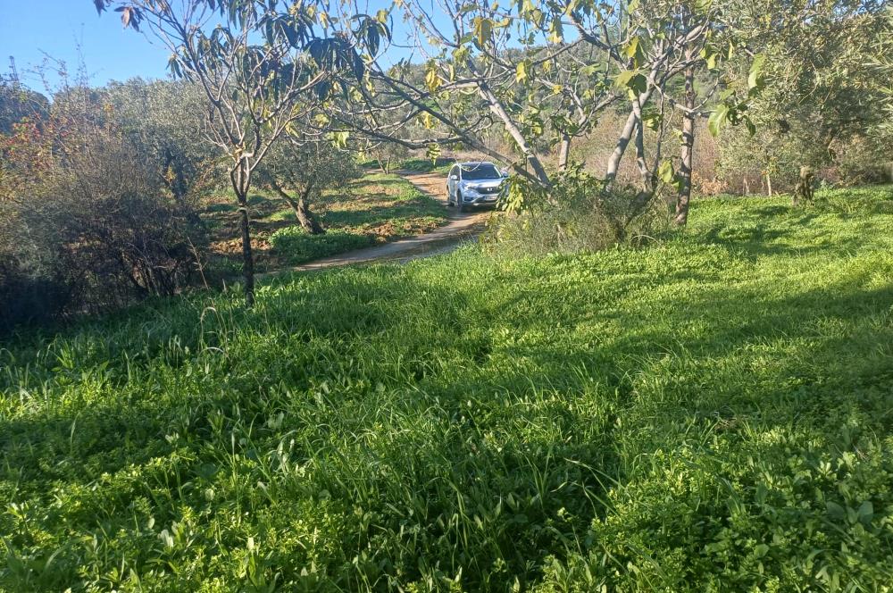 C21 Cius; Umurbey'de Kadastro Yoluna Cephe Düz Satılık 2908 m2