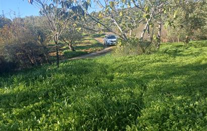 C21 Cius; Umurbey'de Kadastro Yoluna Cephe Düz Satılık 2908 m2