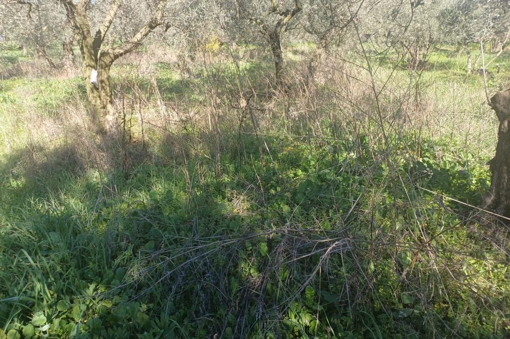 C21 Cius; Umurbey'de İmara Yakın Düz Zeytinlik