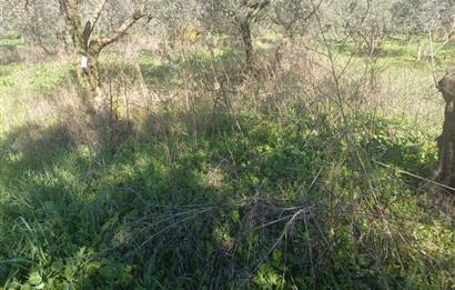 C21 Cius; Umurbey'de İmara Yakın Düz Zeytinlik