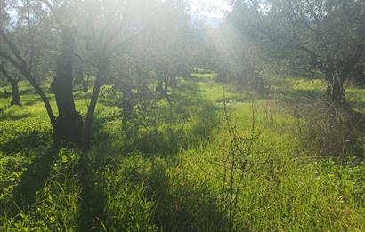 C21 Cius; Umurbey'de İmara Yakın Düz Zeytinlik