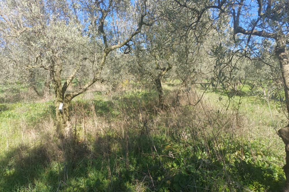 C21 Cius; Umurbey'de İmara Yakın Düz Zeytinlik